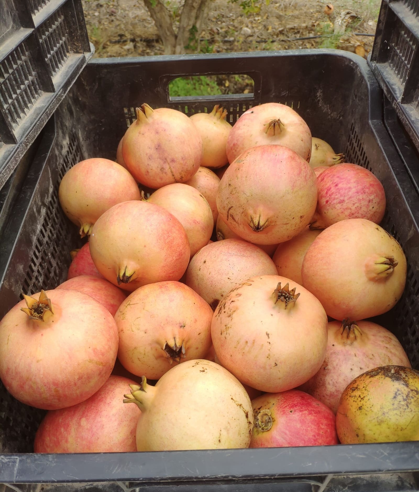 Granadas maduras de calibre grande apiladas en caja de campo