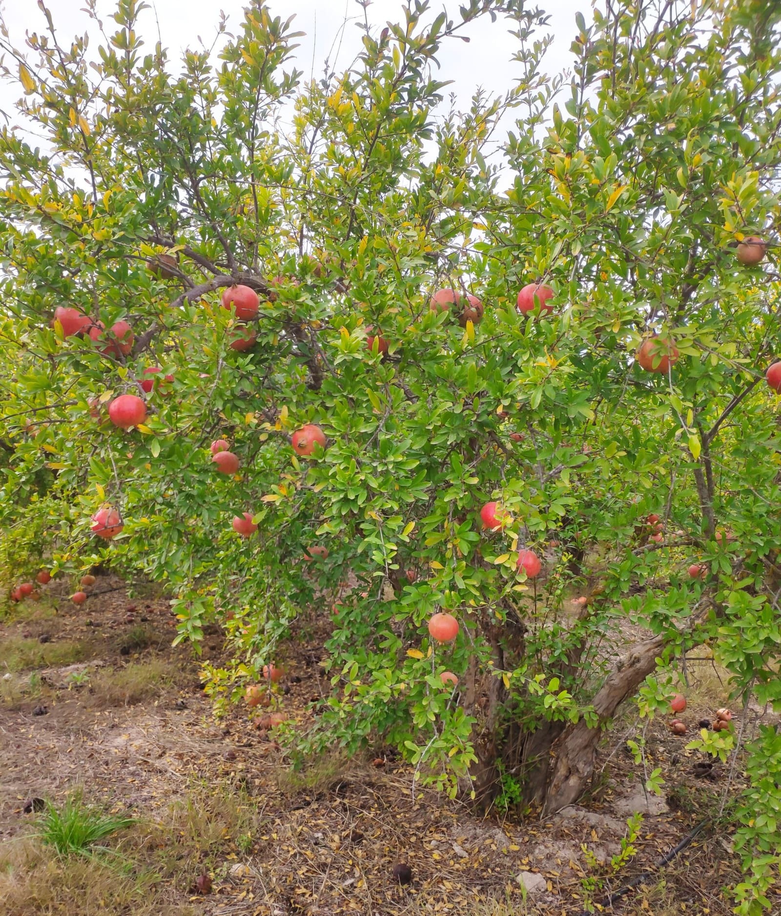 Granado cargado de fruta en la finca de Ingeniafruta