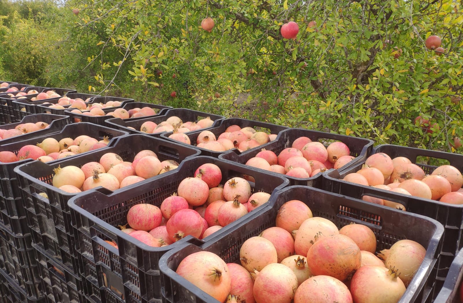 Filas de cajas de granadas recién cosechadas junto al granado en la finca
